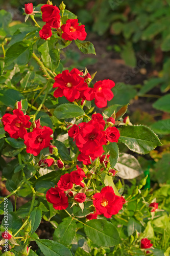 The brightest alarm red rose "Alpengluhen". Red rose branches. Produced in the nursery of roses "Tantau".