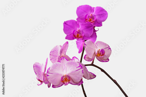 Fototapeta Naklejka Na Ścianę i Meble -  Orchids of different colors isolated on white background with clipping path. Two branches of orchids: purple and purple stripes.