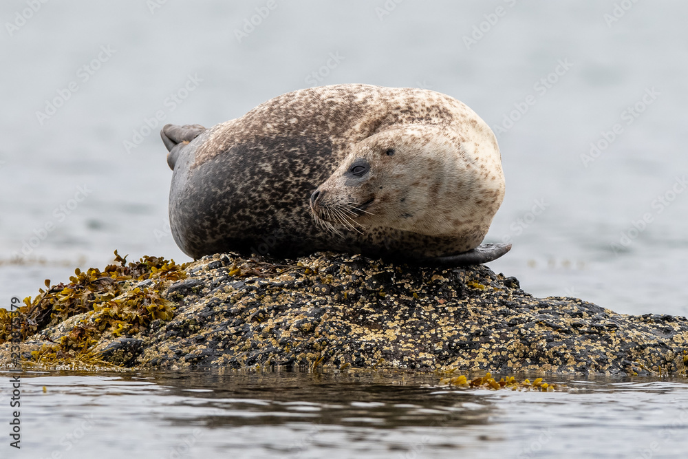 Naklejka premium Seal on a rock