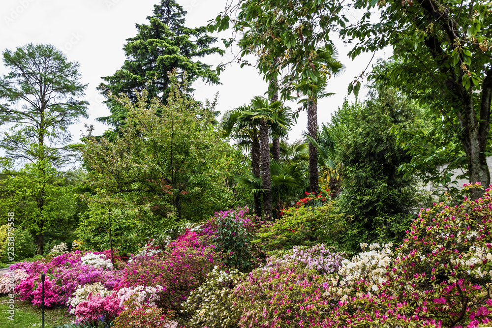 Fototapeta premium Ogród botaniczny w Lombardii we Włoszech. Villa Taranto. Wiosenne kwitnące rododendrony