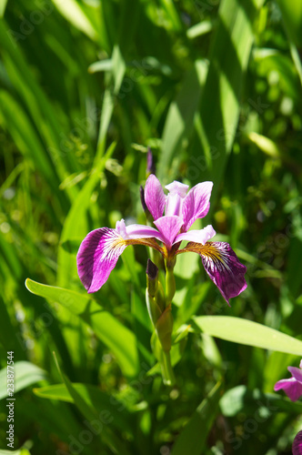Fototapeta Naklejka Na Ścianę i Meble -  Iris purple flower head 
