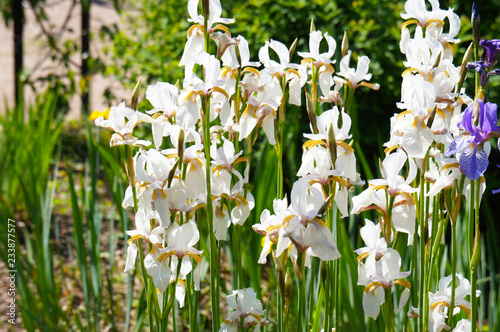 Iris sibirica alba white flowers in garden