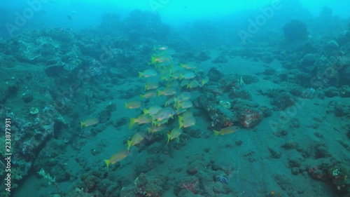 scube diver take pictures liberty wreck tulamben indonesia bali  photo