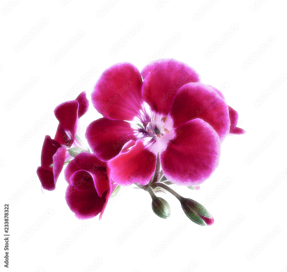Fototapeta premium Geranium flowers on white background. Watercolor.