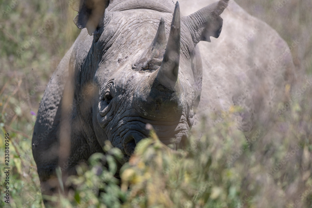 Naklejka premium czarny nosorożec w buszu