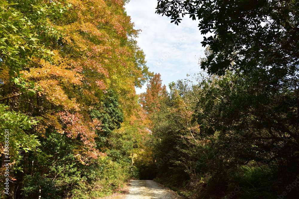 Naklejka premium 日本の美しい紅葉