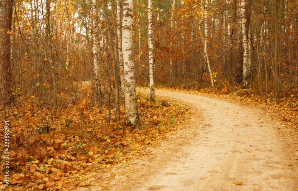 autumn in the forest autumn in the forest