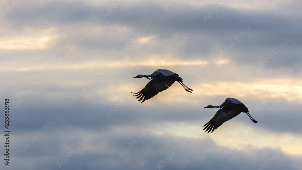 Fototapeta premium Cranes in flight among the clouds at dawn