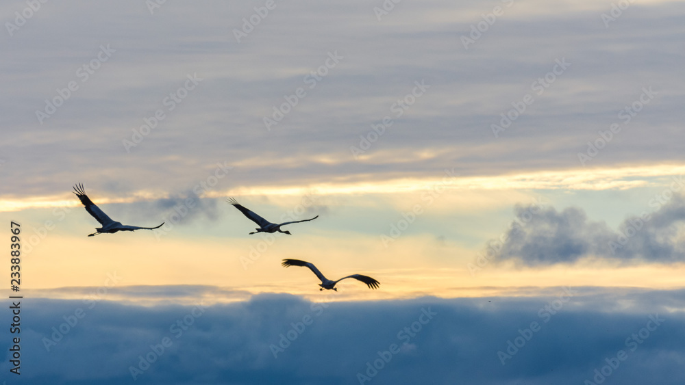Cranes in flight among the clouds at dawn