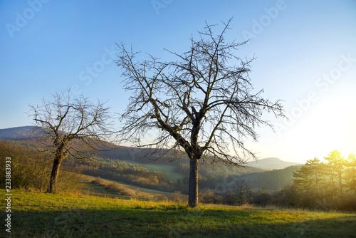 Wallpaper Mural Leafless tree in the meadow with mountain and morning glow Torontodigital.ca