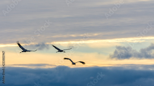 Cranes in flight among the clouds at dawn