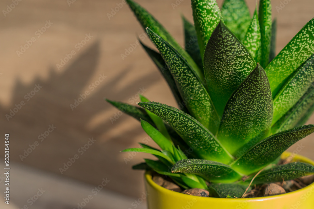 close up of aloe vera plant in yellow ceramic pot, houseplant, domestic gardening. close up of aloe vera plant in yellow ceramic pot, houseplant, domestic gardening.