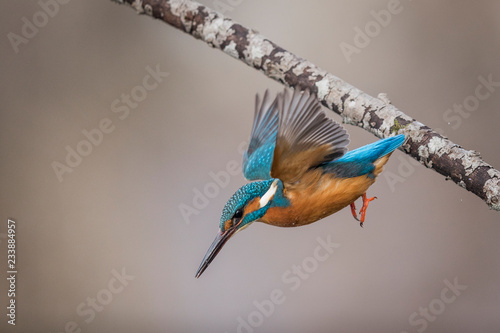 Alcedo atthis or common Kingfisher (male) fishing photo
