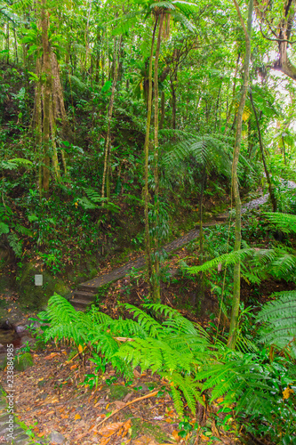 Tropical jungle in Basse-Terre, west of Guadeloupe