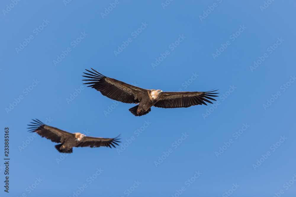 Two Eurasian Griffon (Gyps fulvus) in flight Two Eurasian Griffon (Gyps fulvus) in flight