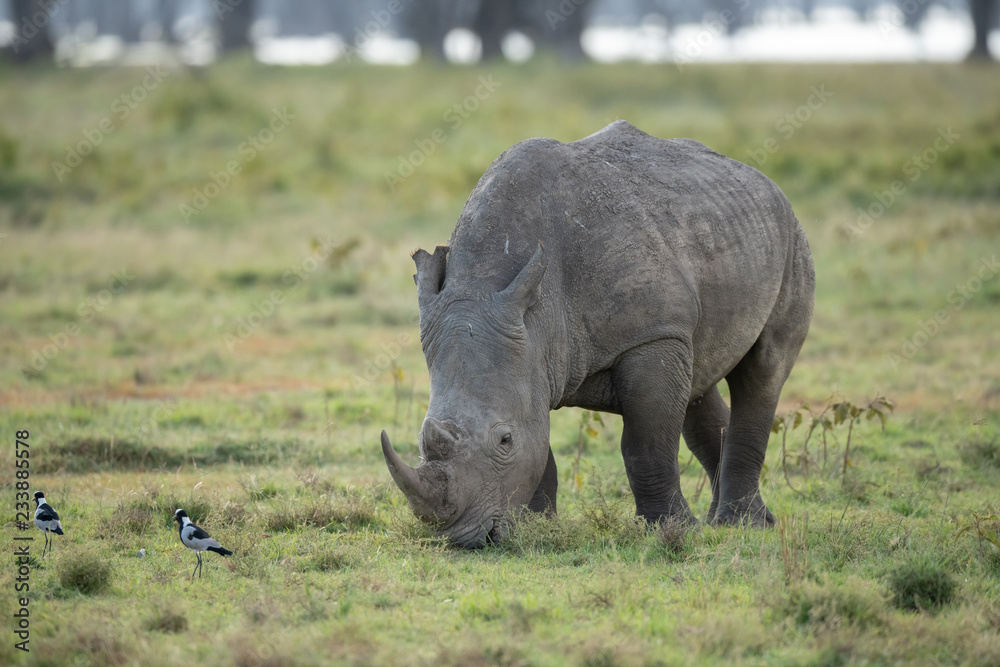 Fototapeta premium nosorożec biały i ptaki