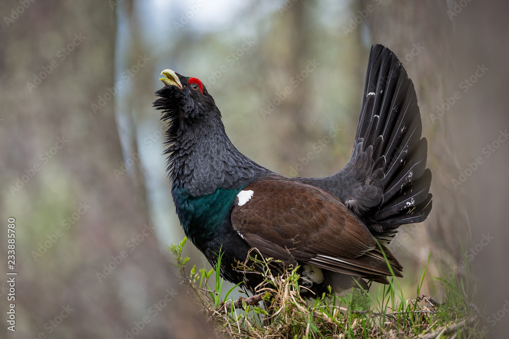 Tetrao urogallus or Eurasian Capercaillie or Western Capercaillie male in mating season. Tetrao urogallus or Eurasian Capercaillie or Western Capercaillie male in mating season.
