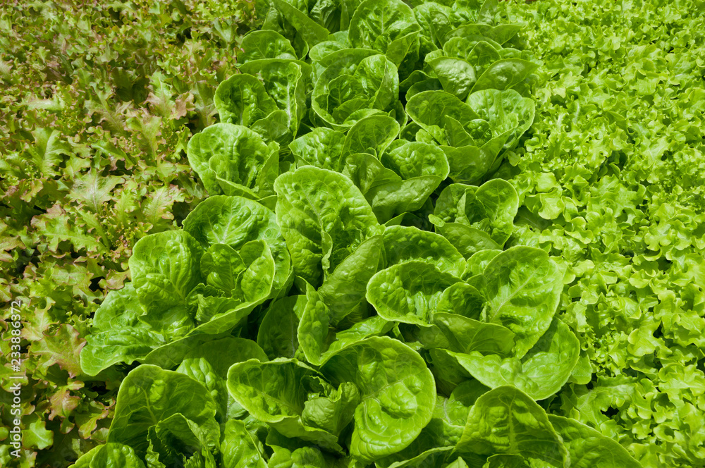 Hydroponic vegetables growing Hydroponic vegetables growing
