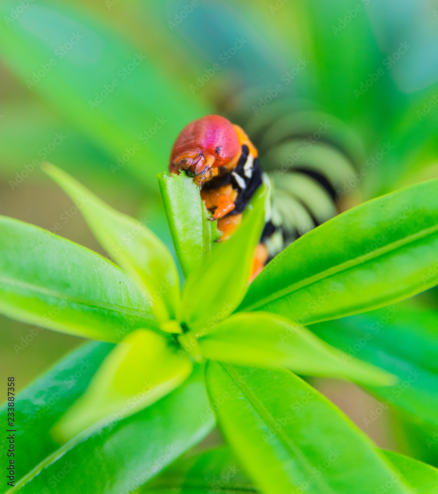 Fototapeta premium Pseudosphinx tetrio caterpillar closeup, Guadeloupe