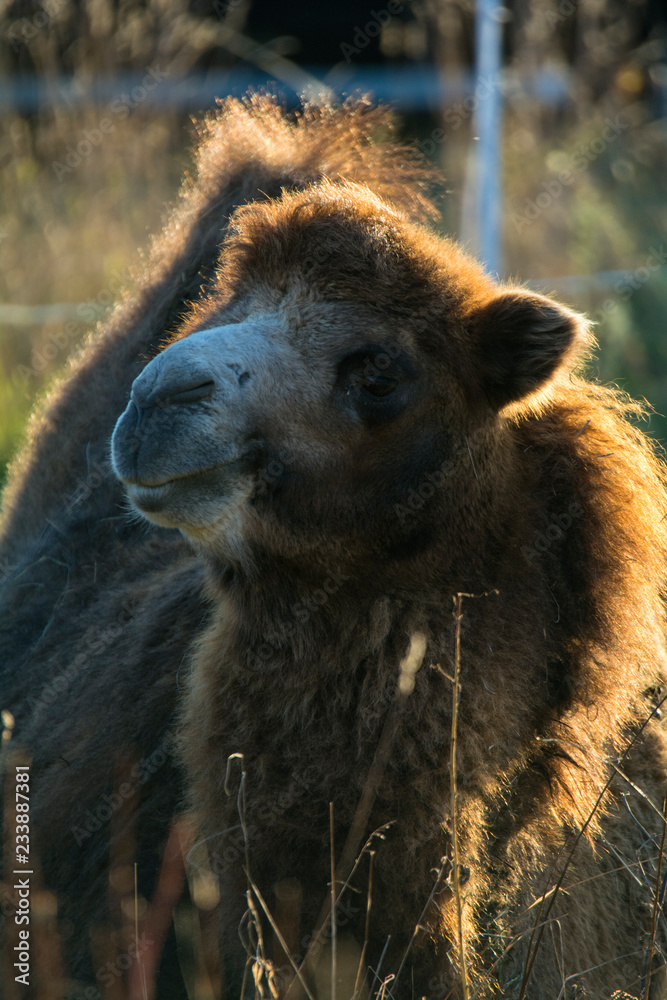 Fototapeta premium Kamelportrait