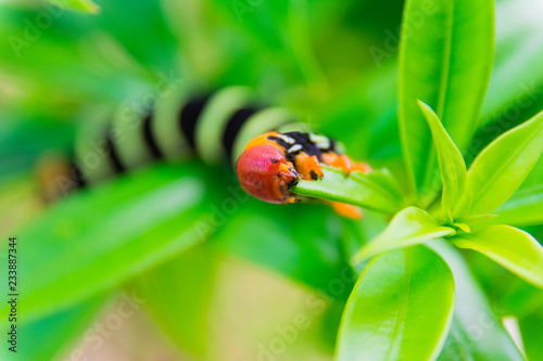 Pseudosphinx tetrio caterpillar closeup, Guadeloupe photo