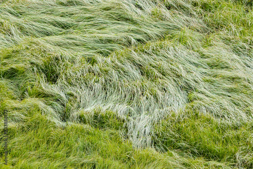 Waves of grass moved by the wind Waves of grass moved by the wind