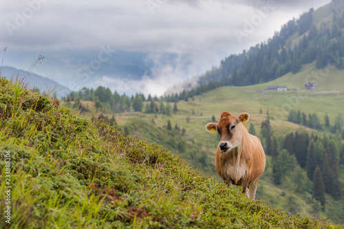 Cow, Brown Swiss (Braunvieh), at Zollner See Lake, Hermagor, Kärnten, Austria photo