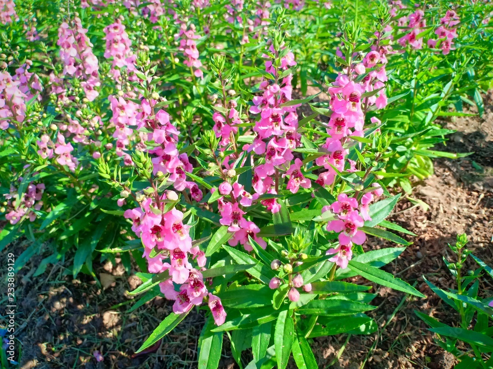 Obraz premium Pink flowers vol.3