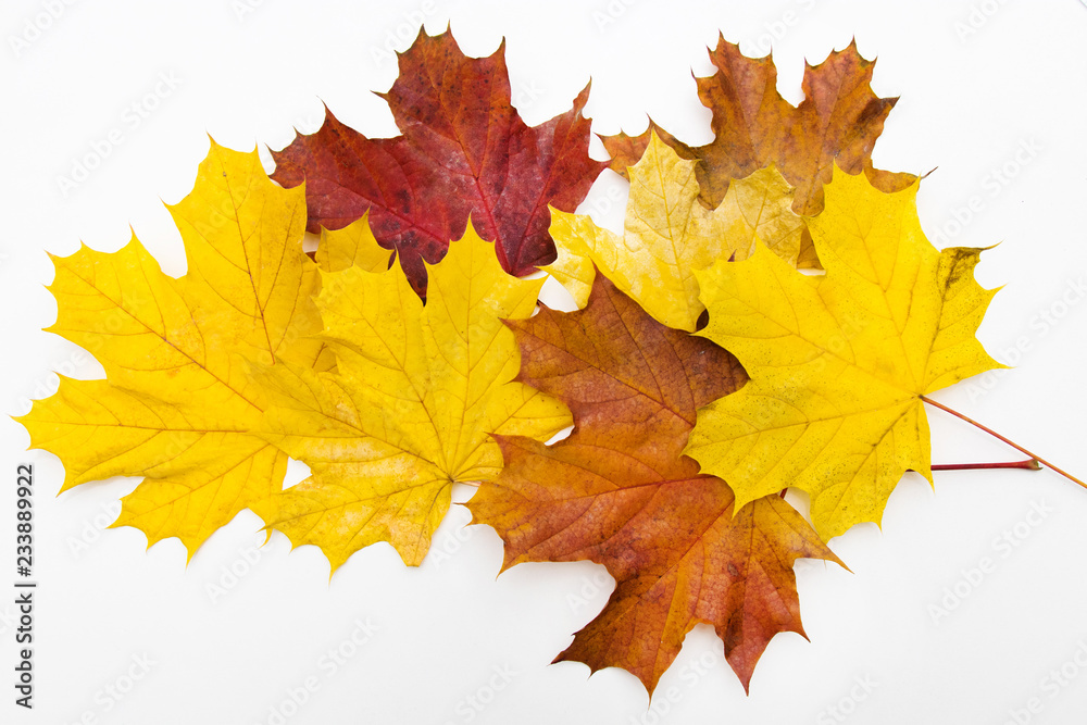 autumn leaves isolated in white background autumn leaves isolated in white background