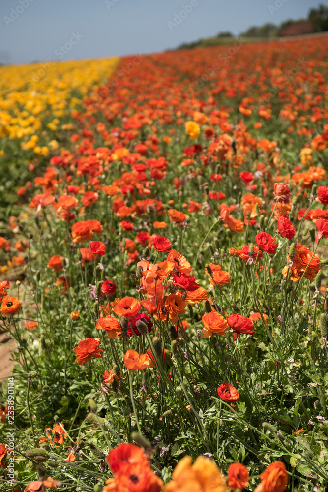 field of orange flowers field of orange flowers