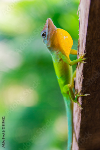 Anolis Marmoratus Speciosus lizard in Basse-Terre  Guadeloupe