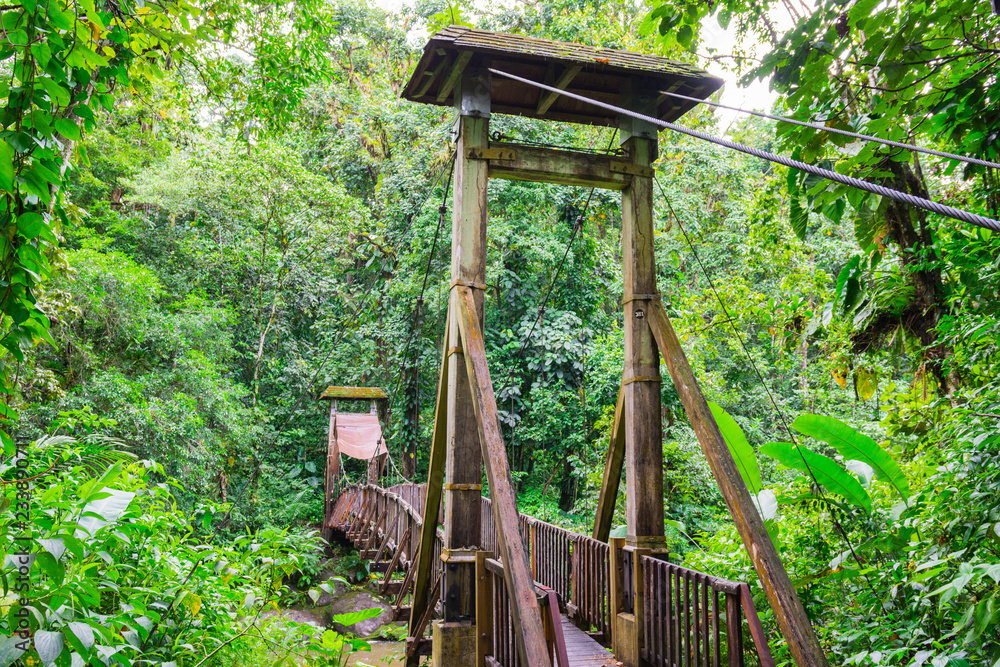 Hanging bridge in Guadeloupe jungle Hanging bridge in Guadeloupe jungle