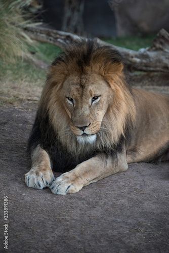 portrait of a lion