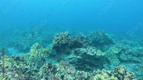 Coral reef with dozens of fish at 40 feet deep in Hawaii Big Island 4K photo