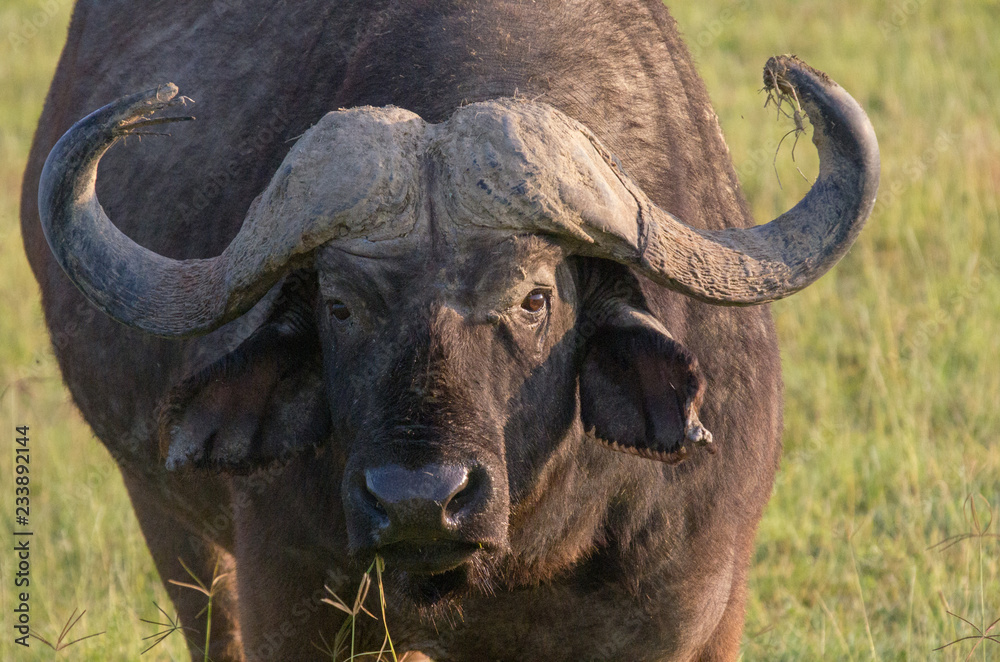 Cape Buffalo Portrait Cape Buffalo Portrait