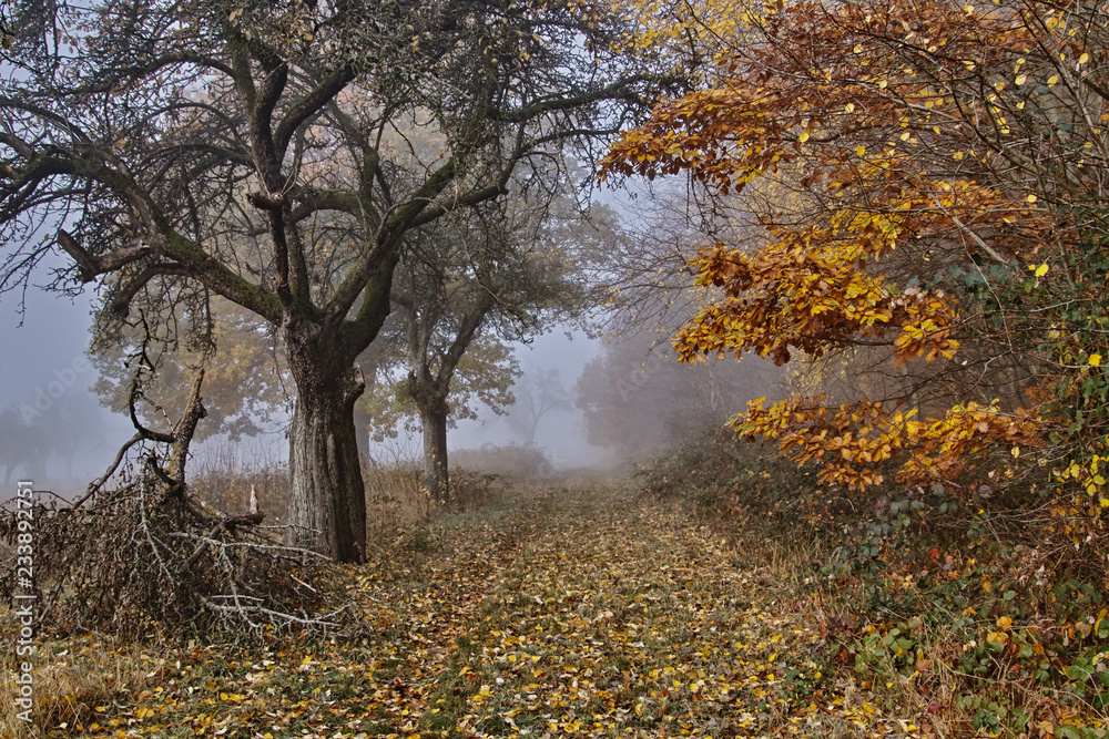 Fototapeta premium autumn in the park
