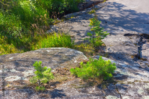 Small Pines Growing On The Rocks