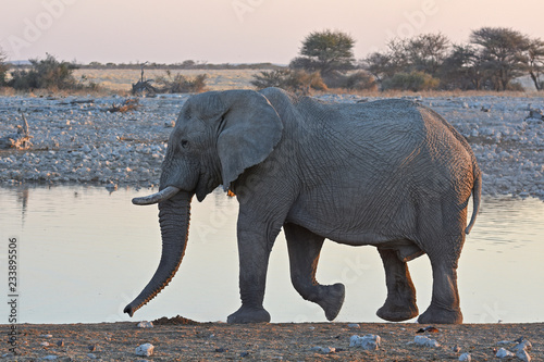 Afrikanischer Elefant (loxodonta africana) am Wasserloch Okaukuejo im Etosha Nationalpark in Namibia