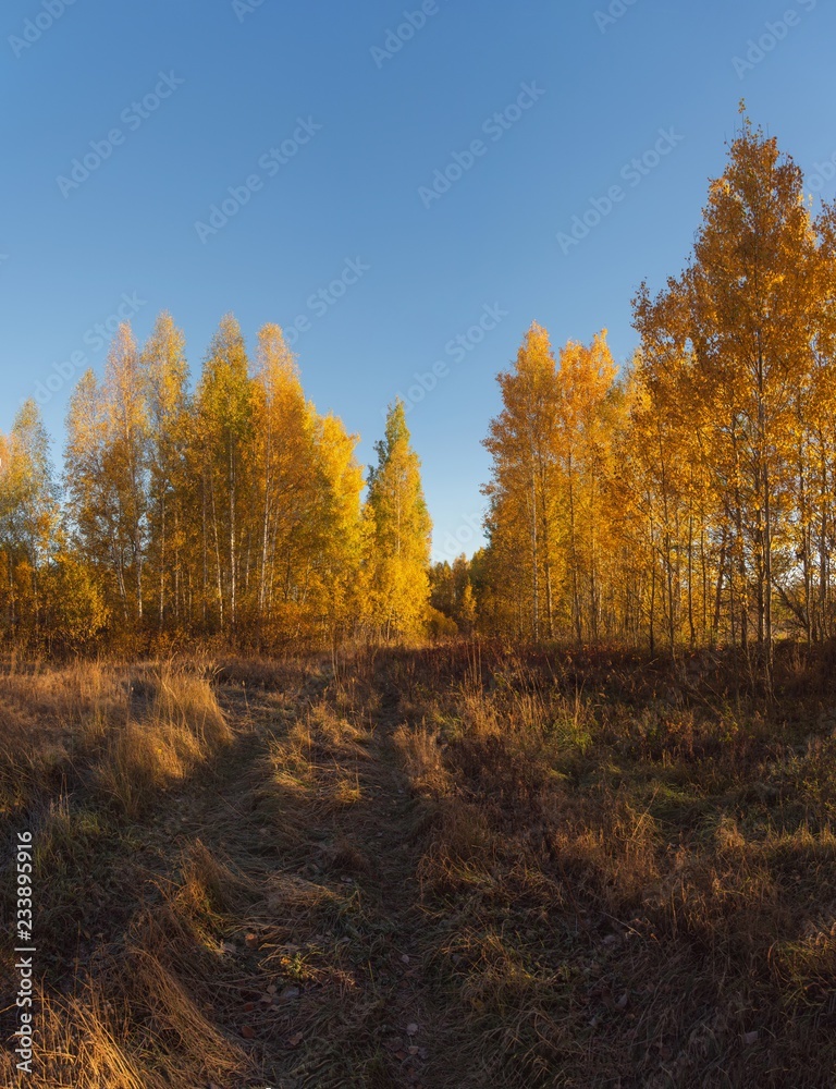 Road in autumn forest Road in autumn forest