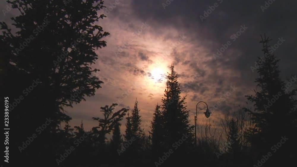 Forest and clouds timelapse