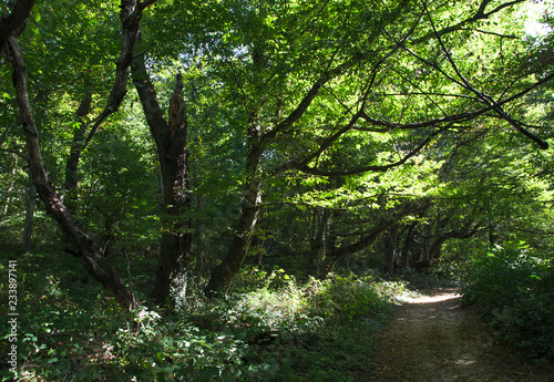 Path to Mamed gorge on the Black Sea coast, Russia