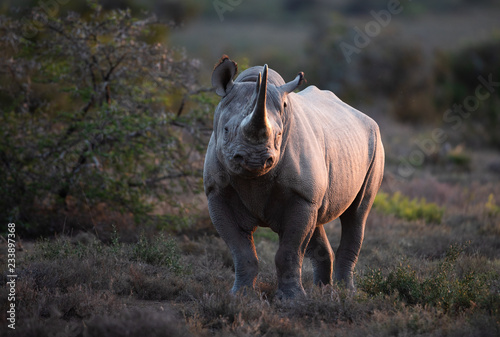 Black Rhino