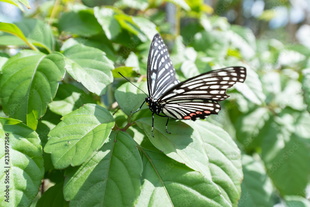 アカボシゴマダラ 要注意外来生物 StockFoto Adobe Stock