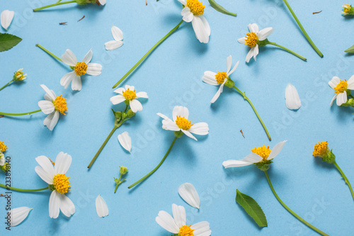 Flat lay spring and summer white flowers on a blue background with top view