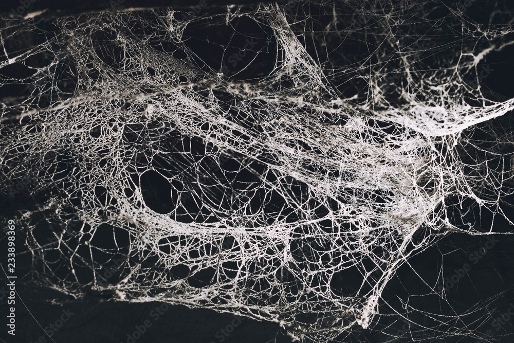 Naklejka premium Scary cobweb in the dark