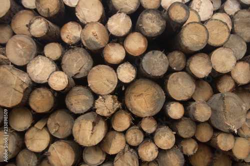 Wood logs pile view, lumber wood industry