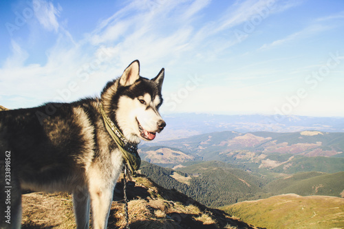 Husky dog travels to the Ukrainian Carpathians. Mountain trip. Autumn view of the mountains and the forest. Sunshine.