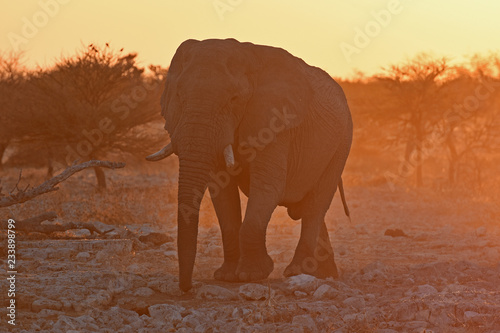 Elefantenbulle  loxodonta africana  kommt im Sonnenuntergang an das Wasserloch Okaukuejo im Etosha Nationalpark  Namibia 