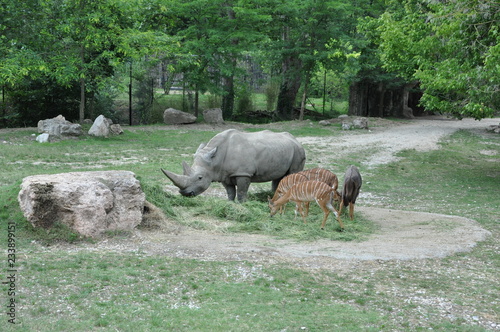 Rhino and other wild animals