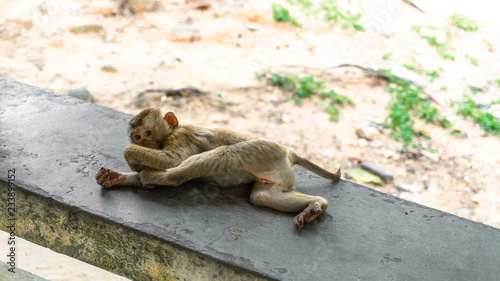 Baby Monkey Looking Like He's Sucking His Thumb In Thailand, Puket OId Town,  Monkey Hill photo